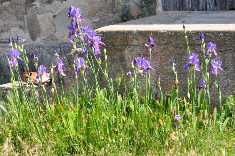 Iris germanica